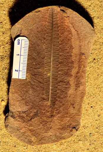 Pecopteris