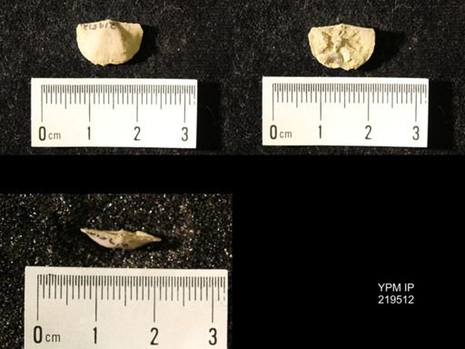 Chonetes granulifer