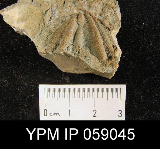 Delthyris perlamellosa