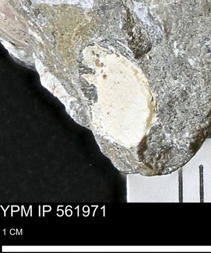 Limopsis sp.