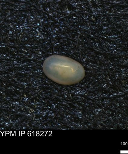 undet. Ostracoda