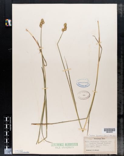 Carex brevior