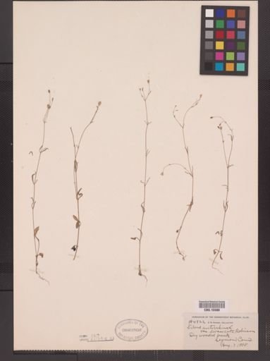Silene antirrhina
