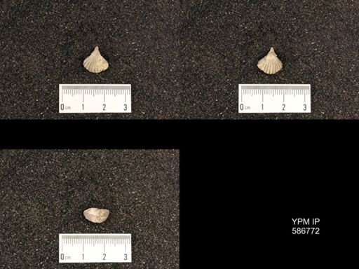 Rhynchotreta cuneata