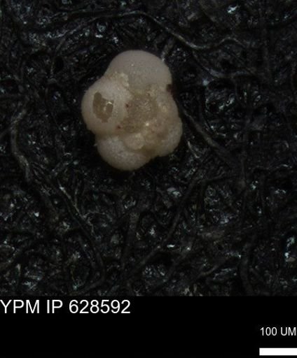 undet. Foraminiferida