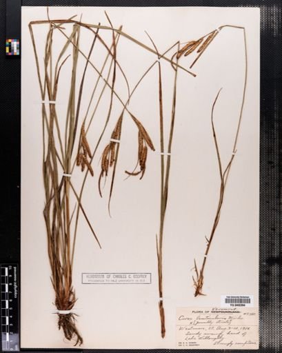Carex lenticularis