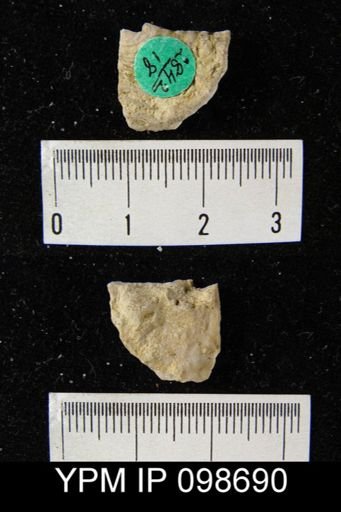 Leptaena rhomboidalis