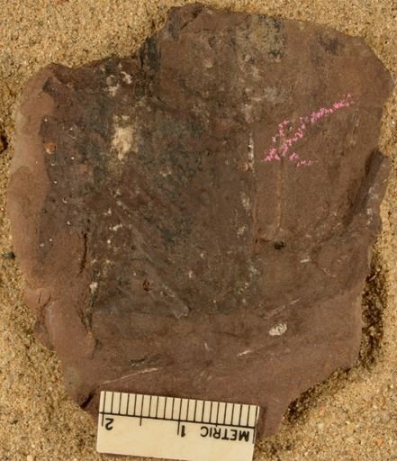 Stigmarioides truncata