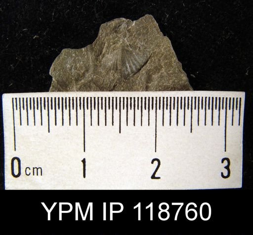 Anoplotheca hemispherica