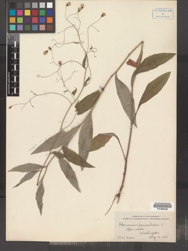 Hieracium paniculatum