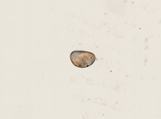 Cypris sp.