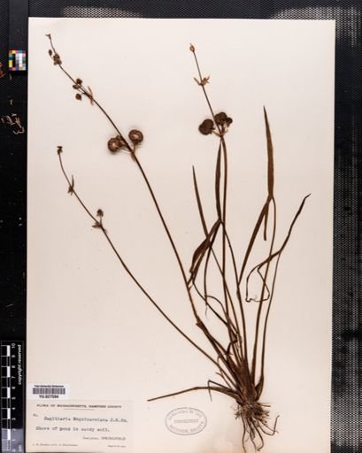 Sagittaria engelmanniana