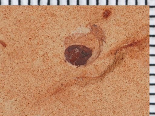 Coleoptera?