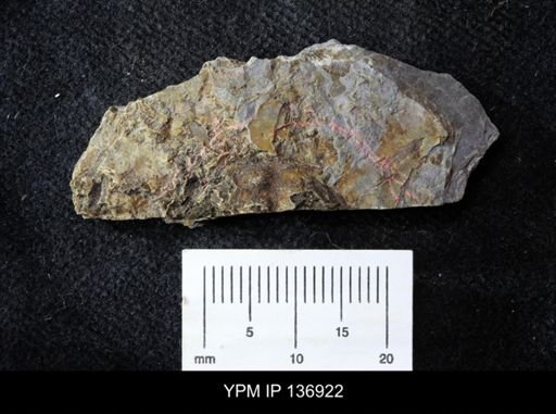 Ctenocephalus maltheus