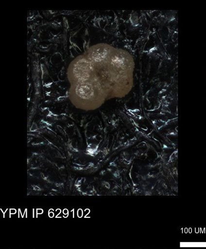 undet. Rugoglobigerinidae
