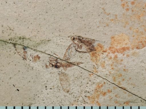 undet. Diptera