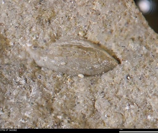 undet. Bivalvia