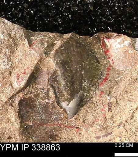 undet. Bivalvia