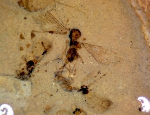undet. Hexapoda