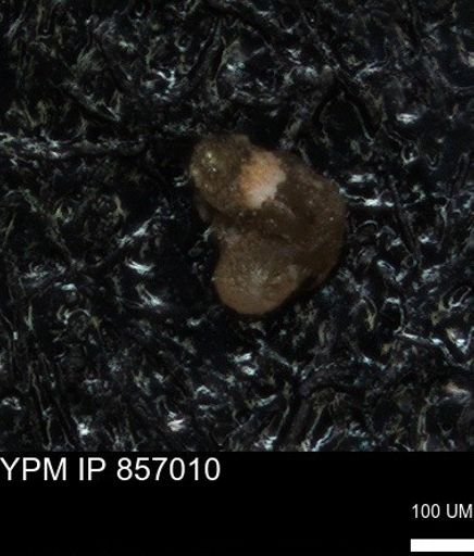 undet. Foraminiferida