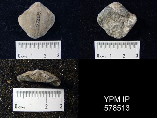 Leiorhynchus carboniferum