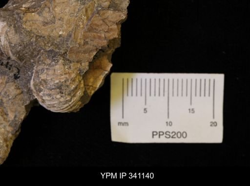 Scaphites sp.