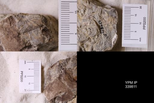 Scaphites whitfieldi