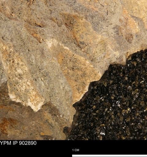 Baculites sp.