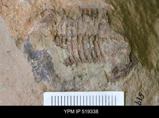 undet. Nileidae