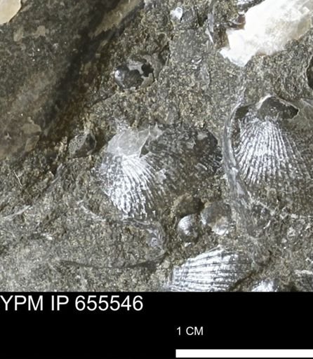 Oxytoma (Hypoxytoma) nebrascana