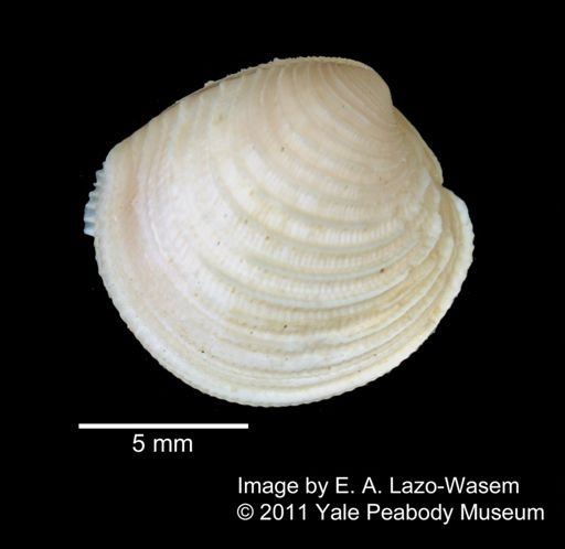Chione mazyckei