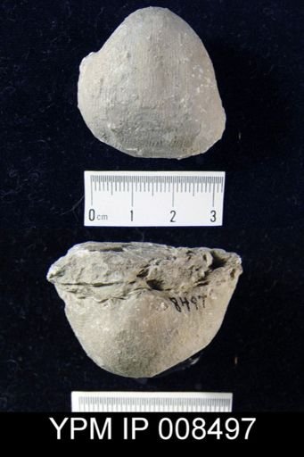 Linoproductus ovatus
