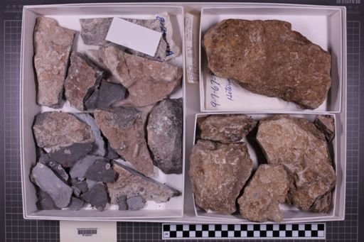 mixed taxa, stratigraphic collection