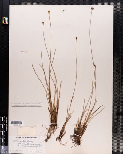 Carex exilis