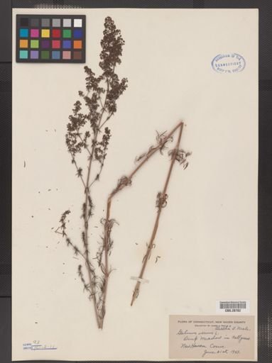 Galium verum