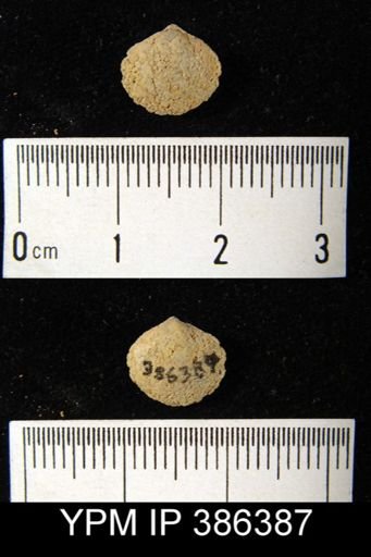 Nucleospira ventricosa