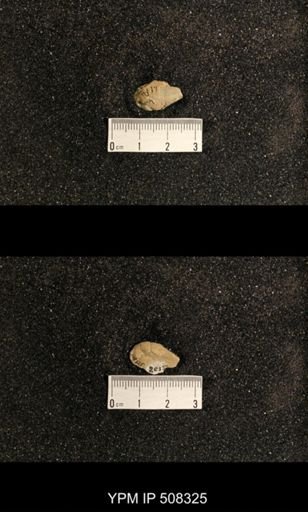 Phestia bellistriata