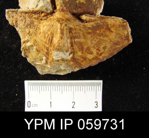 Spirifer sp.