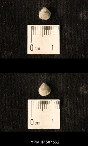 Camarotoechia whitei