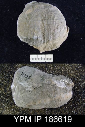 Dictyoclostus americanus