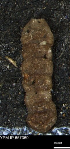 Ammobaculites euides