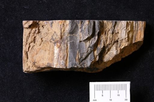 Pomperaugoxylon connecticutense