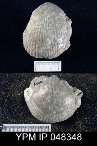 Rhipidium pingius