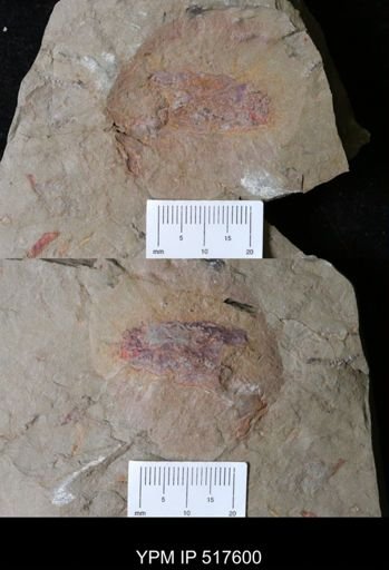 undet. Arthropoda