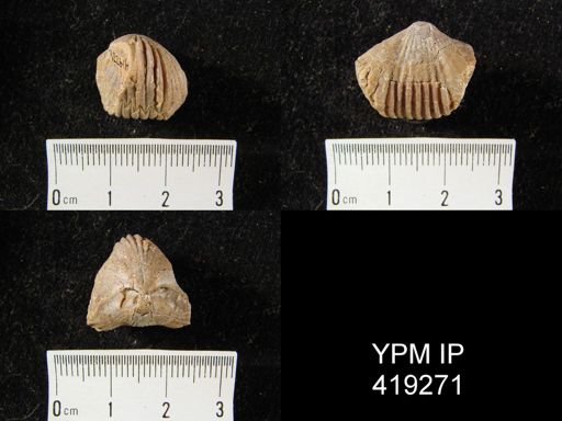 Rhynchopora sp.