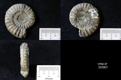 Arietites conybeari