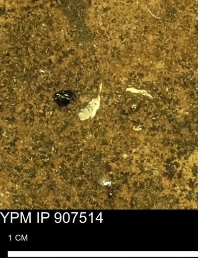 undet. Mollusca