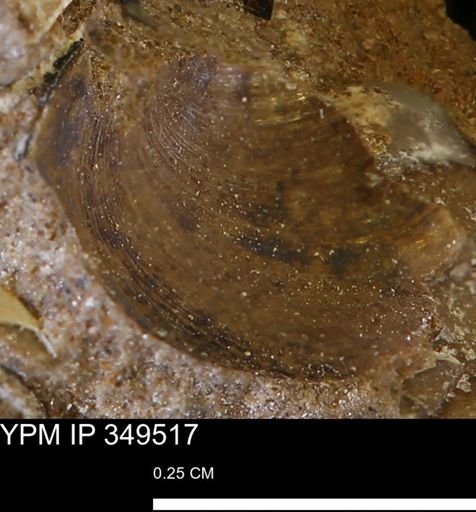Limopsis?