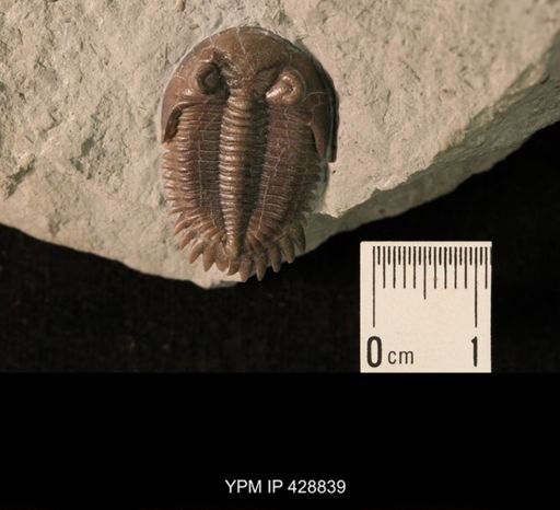 Neometacanthus stellifer