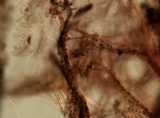 Sarcotragus fasciculatus
